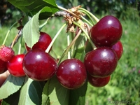 Черешни крупномеры плодоносящие деревья Алматы 8000тг. - Изображение #6, Объявление #775418