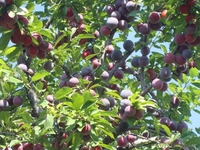 Сливы крупномеры плодоносящие деревья Алматы от 8000 тг. - Изображение #6, Объявление #775417