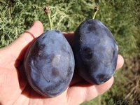 Сливы крупномеры плодоносящие деревья Алматы от 8000 тг. - Изображение #8, Объявление #775417