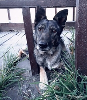 Виктория в поиске дома. - Изображение #3, Объявление #1586064