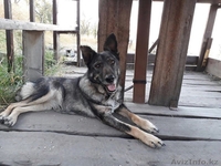 Виктория в поиске дома. - Изображение #2, Объявление #1586064