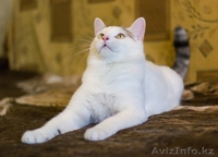 Милейший парнишка с розовым носиком ищет ответственную семью :)  - Изображение #2, Объявление #1517894