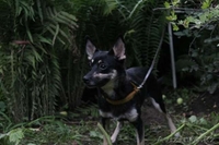 Нежная Мадамка ждет хозяев  - Изображение #2, Объявление #1599450