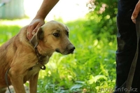 Лизе очень нужен дом  - Изображение #2, Объявление #1599459