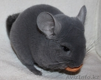 Шиншиллята различных окрасов - Изображение #3, Объявление #995606