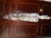 Продам шкуру писца - Изображение #1, Объявление #1605375