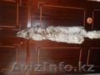 Продам шкуру писца - Изображение #3, Объявление #1605375