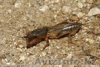 Азиатская сушеная медведка - Изображение #1, Объявление #1611981