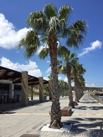  Жильё       на           Кипре - Изображение #3, Объявление #1627128