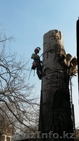 Спилим, обрежем деревья. Верхолаз (арборист) Евгений, спецтехника. - Изображение #5, Объявление #1337163