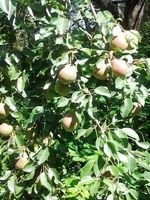 Продаю Дачу с большим участком - Изображение #3, Объявление #1645732