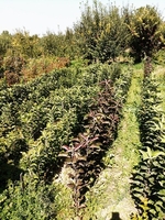 Колоновидные яблони Алматы, оптом 700, розница от 1000 тг. - Изображение #9, Объявление #1611675