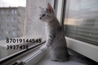 Рольставни, римские шторы, гаражные ворота, жалюзи - Изображение #6, Объявление #1640692