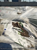 Продадим семена технической конопли  - Изображение #1, Объявление #1698416