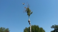 Спилим, обрежем деревья. Верхолаз (арборист) Евгений, спецтехника. - Изображение #9, Объявление #1337163