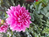 продам многолетние цветы  - Изображение #2, Объявление #1723715