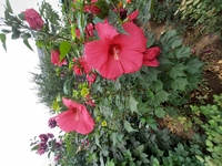 продам многолетние цветы  - Изображение #3, Объявление #1723715