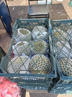 Дыня колхозница производство Иран - Изображение #2, Объявление #1724255