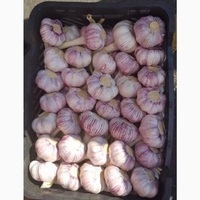 Чеснок ( свежий ), размер средний  - Изображение #1, Объявление #1724331