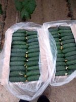 Огурцы сорт, тепличные, длинные, средние и.т.д.                                  - Изображение #2, Объявление #1724321
