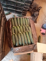 Огурцы сорт, тепличные, длинные, средние и.т.д.                                  - Изображение #1, Объявление #1724321