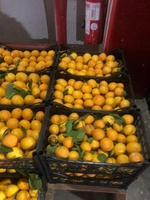 Лимон сорт1 салофане                                         - Изображение #3, Объявление #1724325