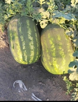 Арбузы (6-8 кг) - Изображение #4, Объявление #1724409