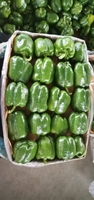 Перец сладкий, цвет темно-зеленый, форма светофора - Изображение #5, Объявление #1724329