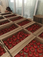 Помидоры........                                        - Изображение #3, Объявление #1724408