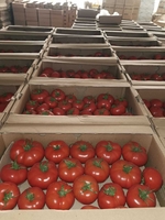 Помидоры........                                        - Изображение #4, Объявление #1724408