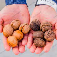 Мойка для ореха, овощей и фруктов - Изображение #4, Объявление #1726204