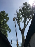 Спил деревьев в Алматы и Алматинской области!!! (НЕ ДОРОГО!!!) - Изображение #6, Объявление #1360479