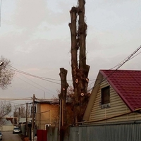 Спил деревьев в Алматы и Алматинской области!!! ( НЕ ДОРОГО!!!) - Изображение #1, Объявление #1360486