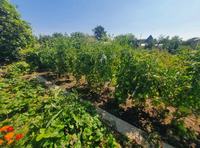 Дача/участок 6 соток. Кооператив "Политехник". Фёдоровка - Изображение #3, Объявление #1738216