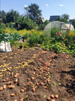 Дача/участок 6 соток. Кооператив "Политехник". Фёдоровка - Изображение #5, Объявление #1738216