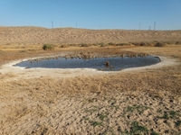 Участок 350 га в Кунаева - Изображение #1, Объявление #1739438