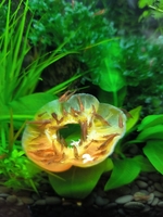 Продаются аквариумные креветки. - Изображение #3, Объявление #1747775