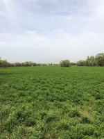 Продажа участка 635 соток в пригороде Алматы - Изображение #6, Объявление #1748915