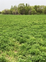 Продажа участка 635 соток в пригороде Алматы - Изображение #7, Объявление #1748915