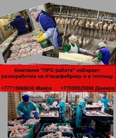 Компания ПРO работа ищeт разнорабочих на работу в птицефабр. и теплицу - Изображение #2, Объявление #1750175