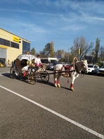 Аренда кареты , пони, лошадей  - Изображение #7, Объявление #1750543