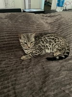 Срочнр Продам КОТА Бенгал - Изображение #1, Объявление #1751167