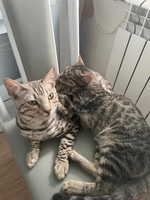 Срочнр Продам КОТА Бенгал - Изображение #2, Объявление #1751167