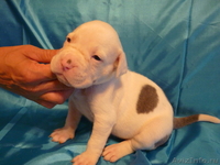 Американский бульдог-щенки - Изображение #2, Объявление #733443