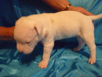 Американский бульдог-щенки - Изображение #1, Объявление #733443