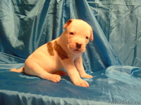 Американский бульдог-щенки - Изображение #5, Объявление #733443