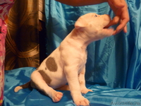 Американский бульдог-щенки - Изображение #8, Объявление #733443