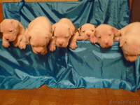 Американский бульдог-щенки - Изображение #9, Объявление #733443