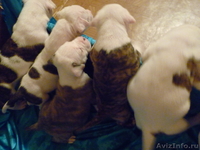 Американский бульдог-щенки - Изображение #10, Объявление #733443