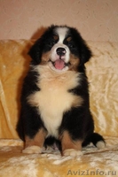 красивые щенки бернского зенненхунда - Изображение #3, Объявление #1214402